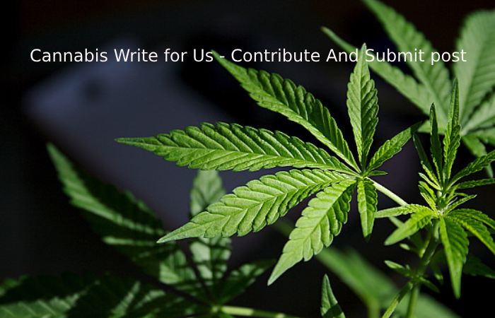 Cannabis Write for Us